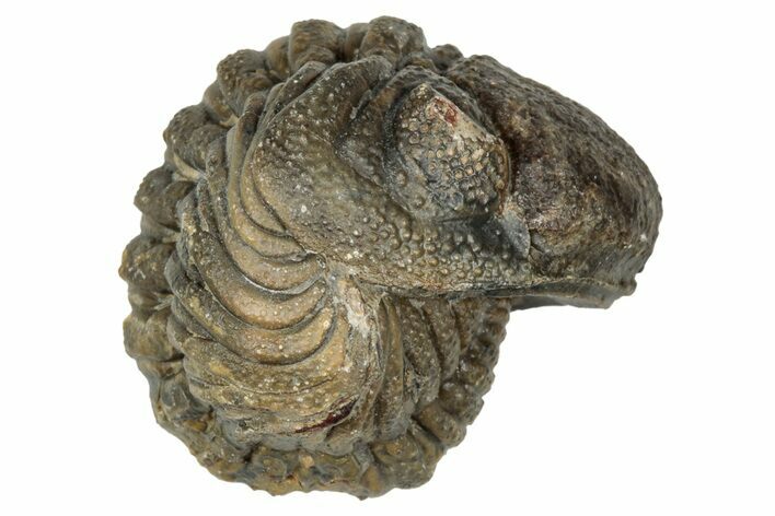 Wide, Enrolled Morocops Trilobite - Morocco #347245